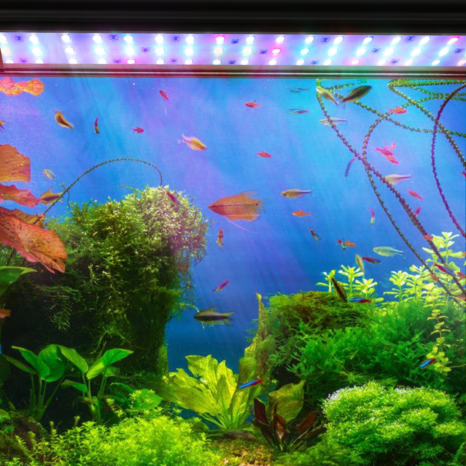 Cosmo Go LED Aquarium Beleuchtung RGB