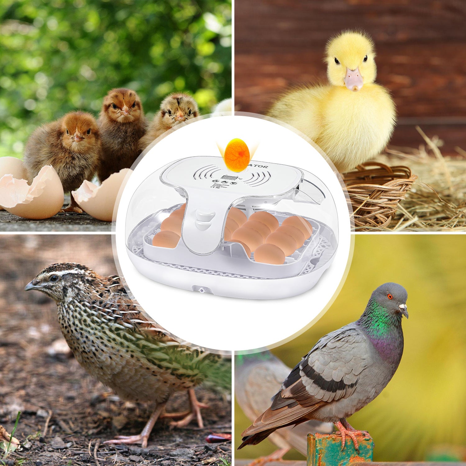Cosmo Go Brutautomat Vollautomatisch Inkubator für Hühner 16 Eier