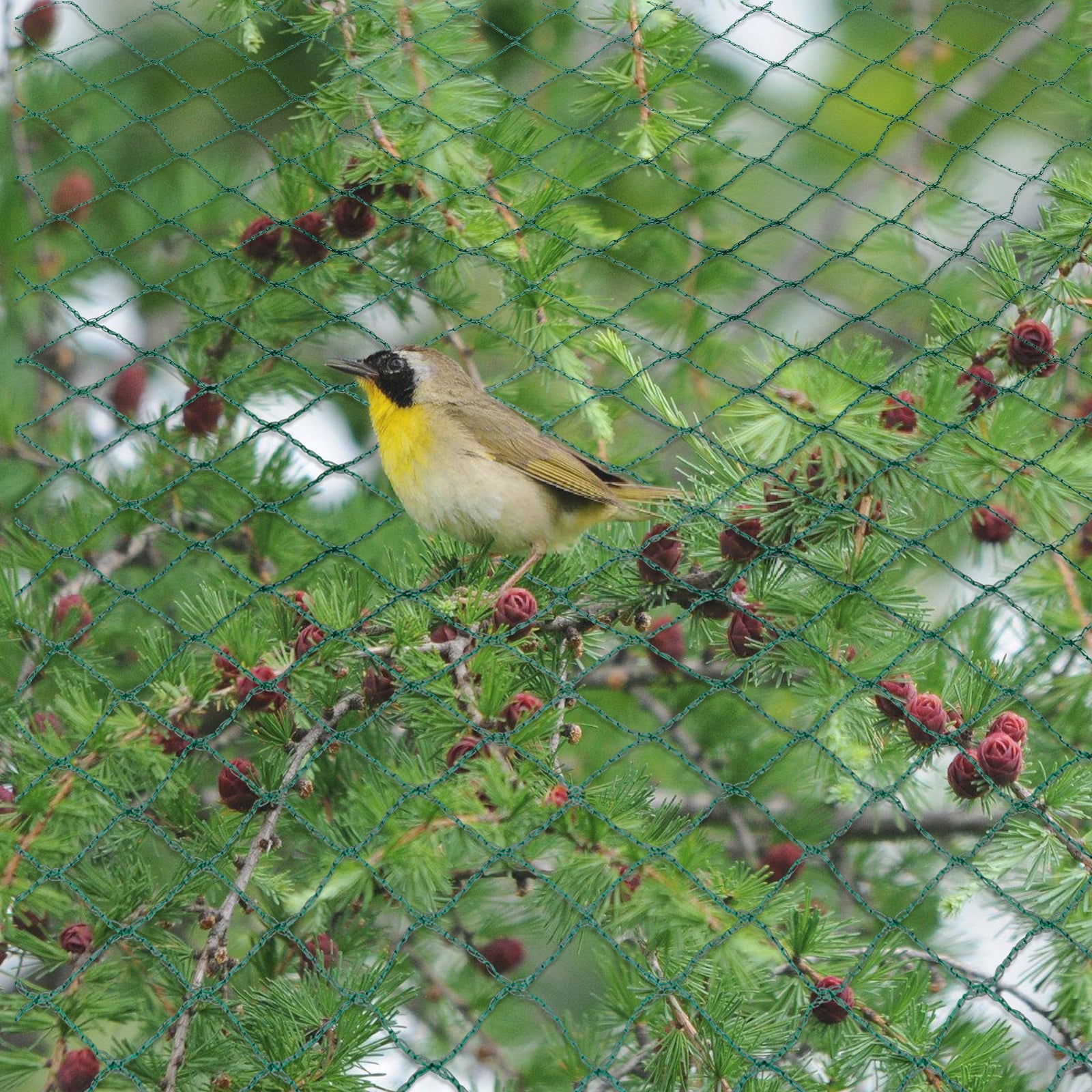 Cosmo Go Teichnetz Vogel Reihernetz