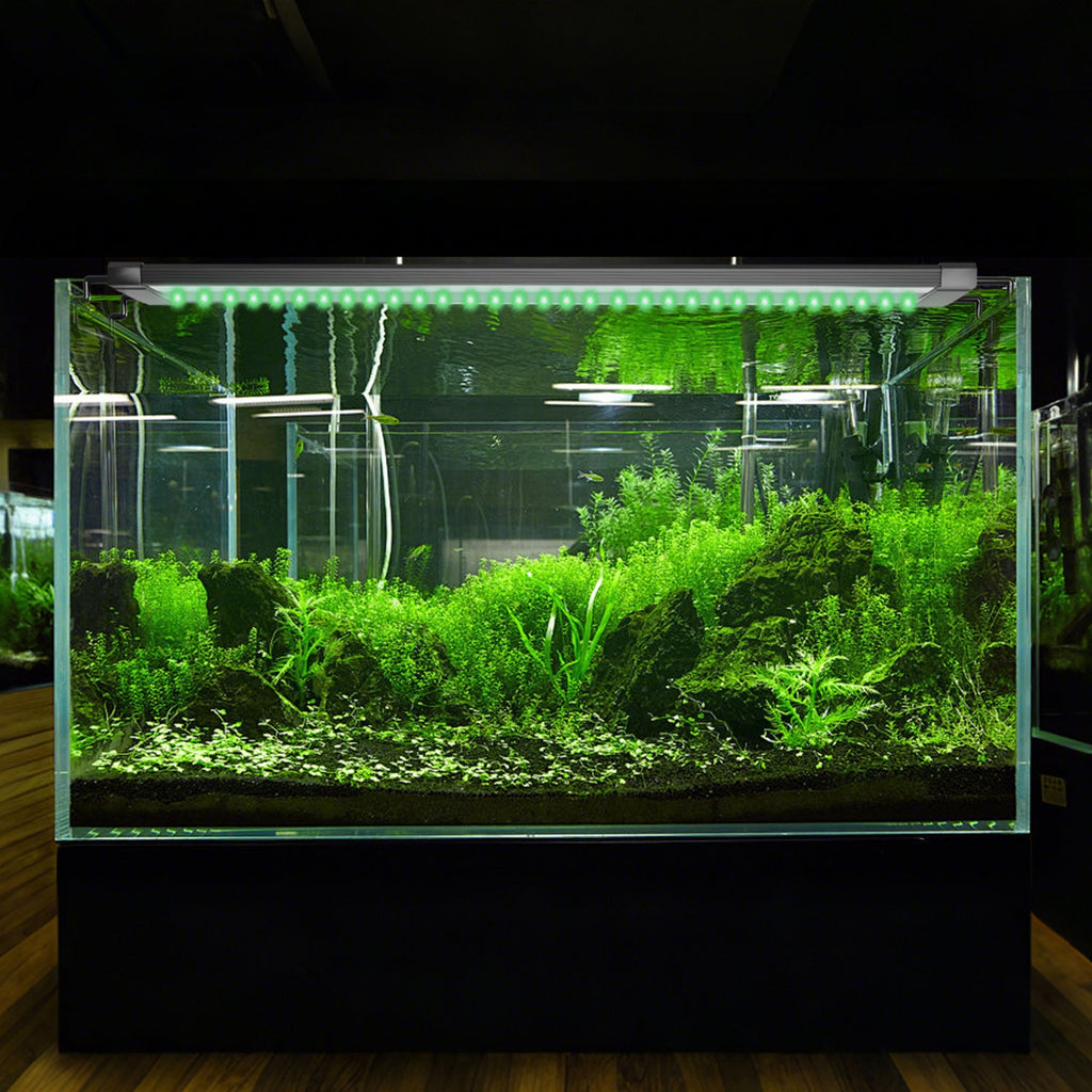 Aquarium Beleuchtung