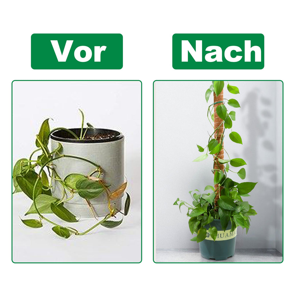 Cosmo Go Pflanzstab Kokos Monstera 2 Stück