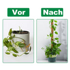 Cosmo Go Pflanzstab Kokos Monstera 2 Stück