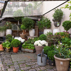 Cosmo Go Transparente Plane Wasserdichte mit ösen