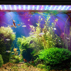 Cosmo Go LED Aquarium Beleuchtung RGB