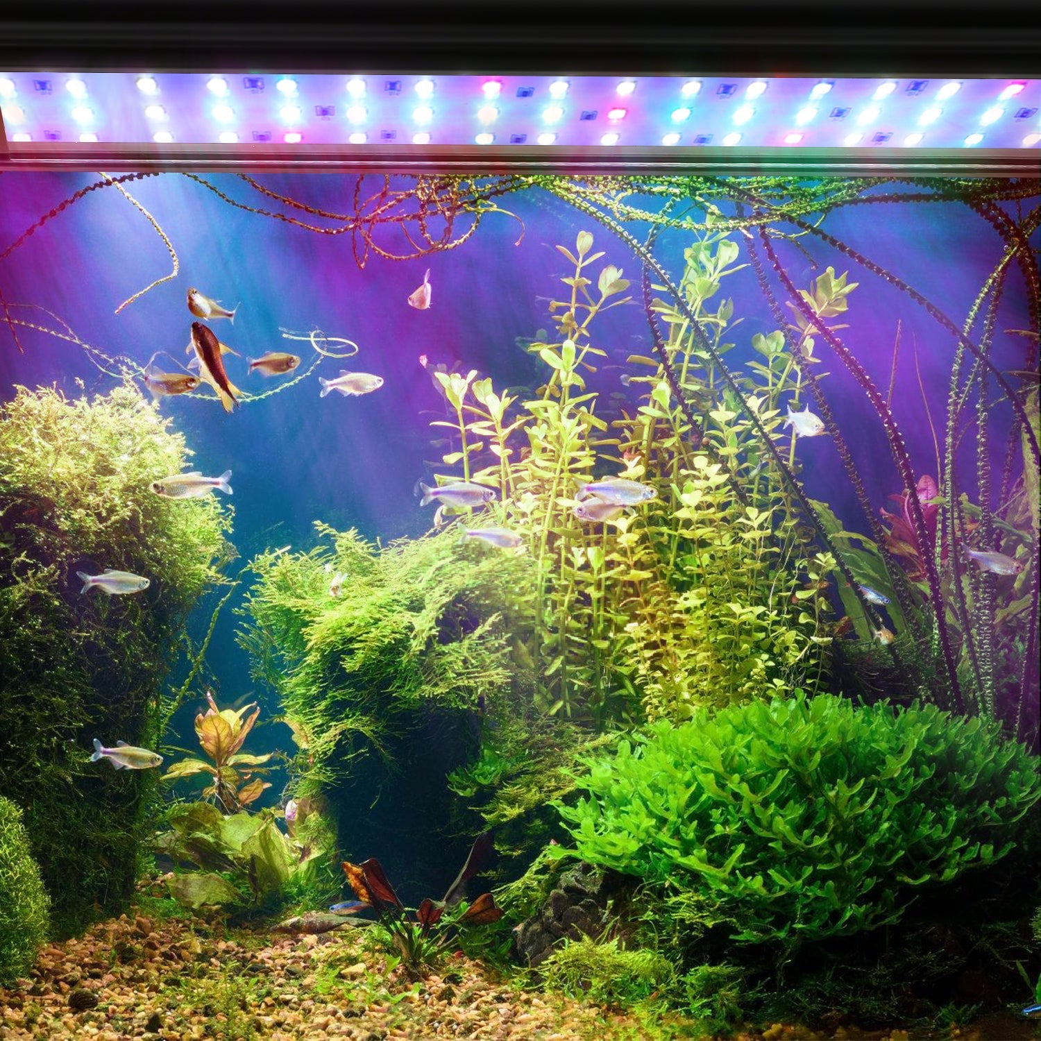 Cosmo Go LED Aquarium Beleuchtung RGB