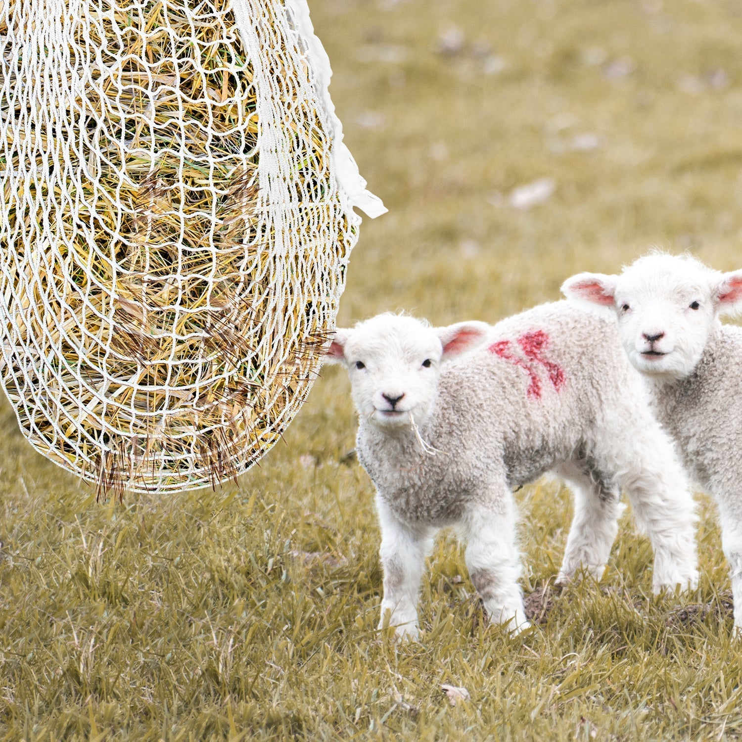 Cosmo Go Heunetz Heunetztasche Futternetz