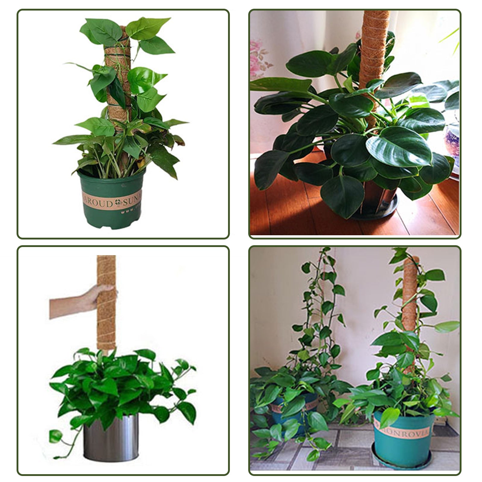 Cosmo Go Pflanzstab Kokos Monstera 2 Stück