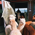 Cosmo Go Heunetz Heunetztasche Futternetz
